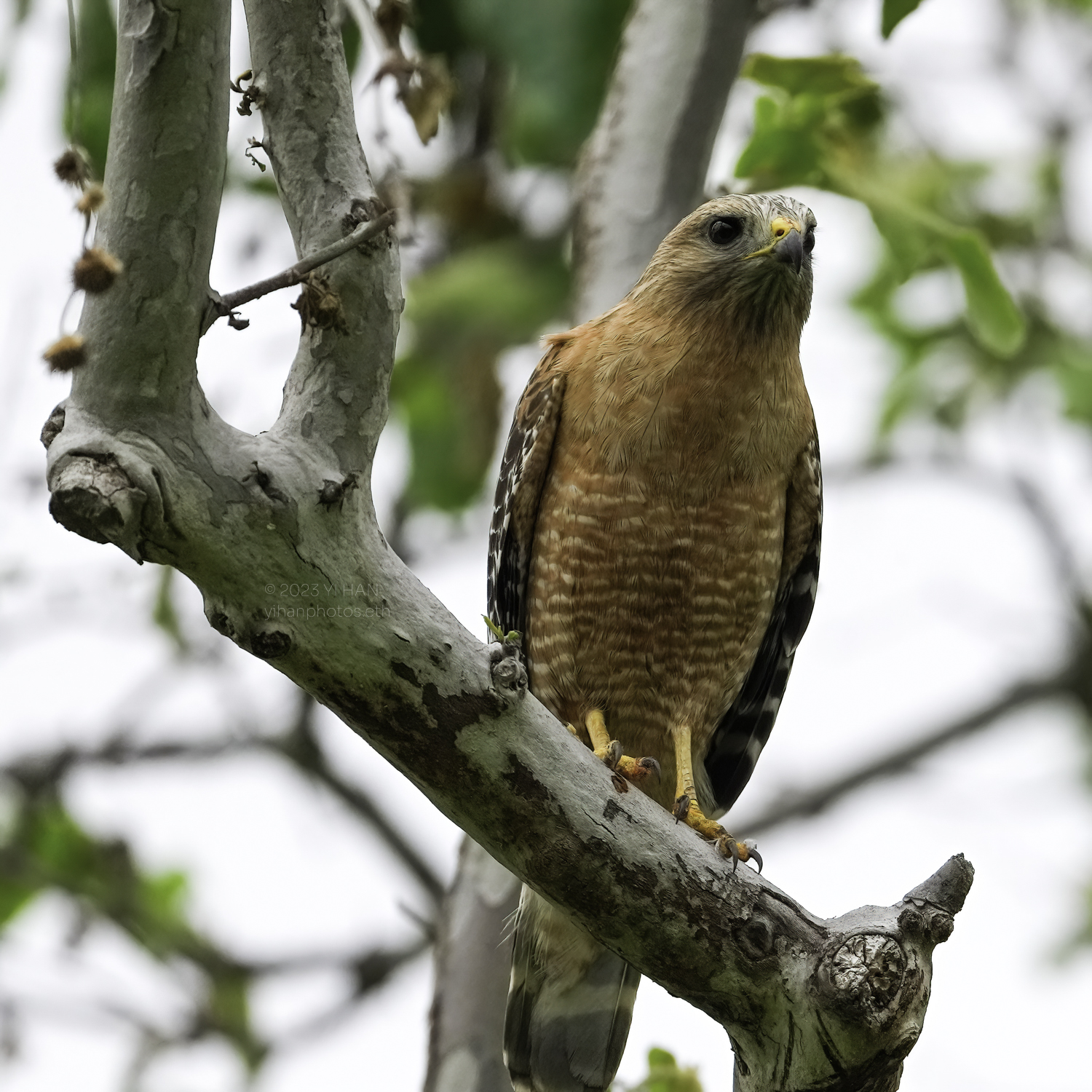 red_shouldered_ hawk_5